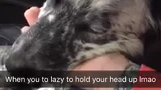 Tired puppy literally falls asleep in owner's hand