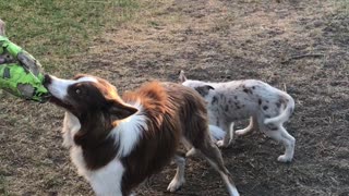Puppy pulls on dog's tail while it plays tug-of-war