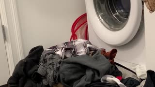 Kitty Brings Laundry Pile to Life