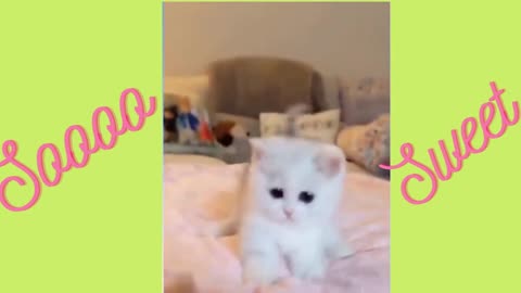 Soooo cute cats ♥ Best Funny Cat and Dog videos | Awww