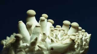 Time Lapse of Mushrooms Growing!!!!