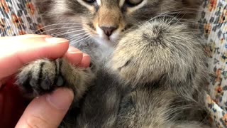 cat having good massage