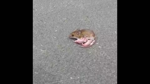 Baby mice and mother in the road | Mice feeding her baby ||