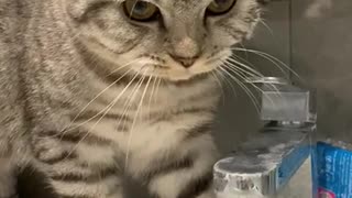 Cat Bamboozled by Sink Water