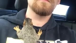 Baby squirrel climbs all over caretaker during car ride