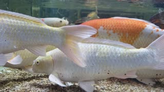 A closer look video of Freshwater fish