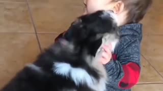 The dog plays with the baby