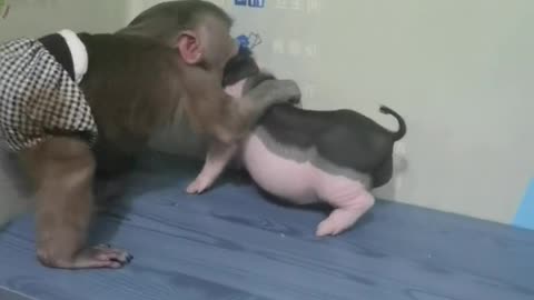 Cute little monkey playing with piggy