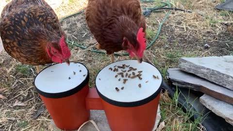 Chickens Are Bonkers for Bongos!