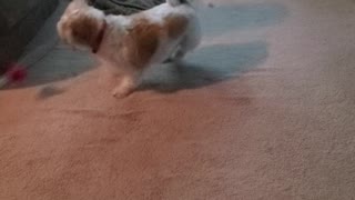 Dog Chases After Bird