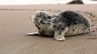 Seal In Beach | Seal Walking In Beach