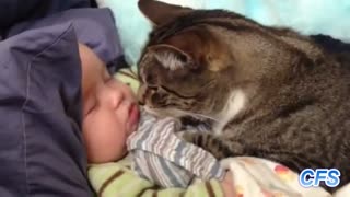 cats loves playing with babies