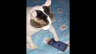 Cat playing video games!!