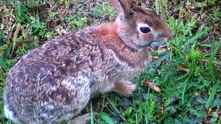 Rabbit Closeup