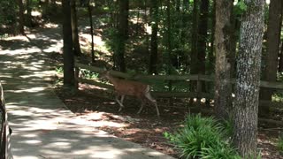Deer Nurses Fawns Right by Driveway