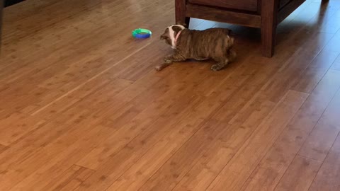 Bulldog runs from new baby sister