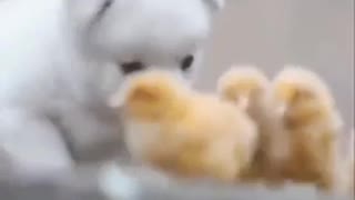 Adorable puppy playing with cute Baby Chicks