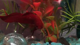 My Betta Fish Gets Excited