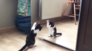 Funny Cat with mirror Video
