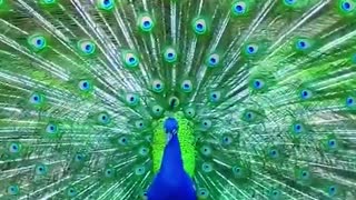 peacock dance part 8
