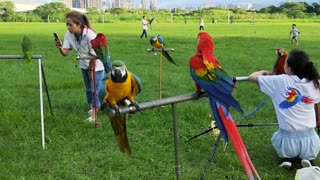 Nature birds and parrots playing with the kids
