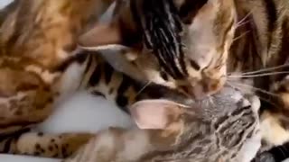 Adorable love triangle between three cats grooming each other
