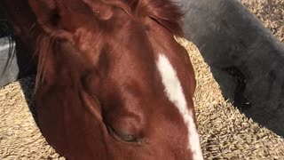 Hungry Horse Digs Deep in Its Food Bowl