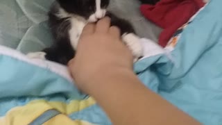 Cat plays with my hand