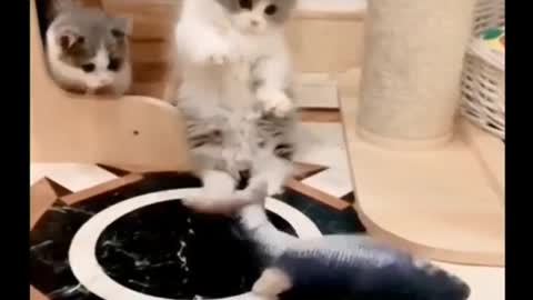 Adorable Cute Little Puff Ball Kittens and Cats Funny Movement