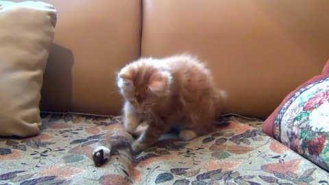 The ginger kitten is playing.