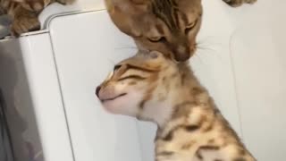 Momma Cat Trying to Save Kitten from Tub