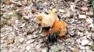 Chicken Dog Fight Funny Dog Fight