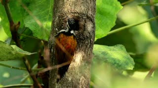 Orange Woodpecker in a tree