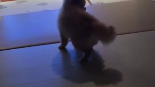 Crazy Pomeranian can't stop spinning in circles
