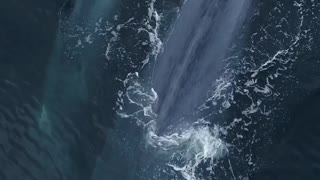 Blue whale mom & calf majestically filmed from drone
