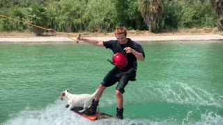 Doggo Rides Wakeboard like a Pro