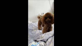 adorable dog helping sick friend