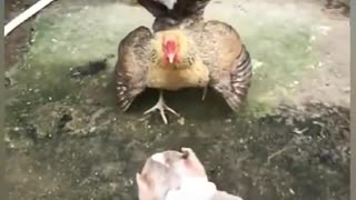 Chicken v/s dog fight