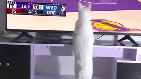 Lovely cat best funny videos ever 😂