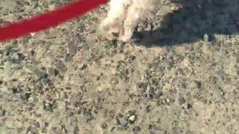 15+ Year Old Havanese Dog Runs Like a Rabbit!