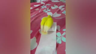 Lovebirds curling paper