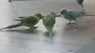 Parrot referees tug-of-war match between two other parrots