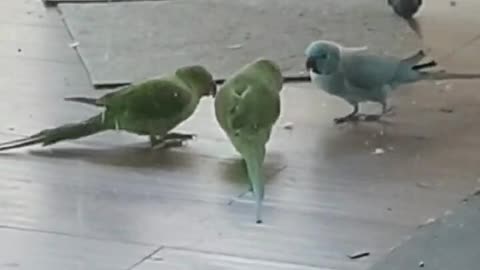 Parrot referees tug-of-war match between two other parrots