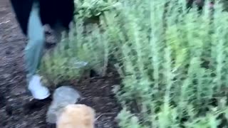 Excited Pooch Pulls Owner Through Bushes