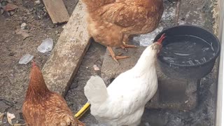 Fully automatic chicken waterer