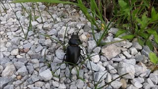 Beetle beetle on the rock