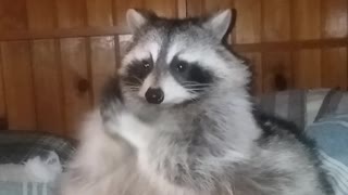 Raccoon Warms Her Hands on a Cold Day
