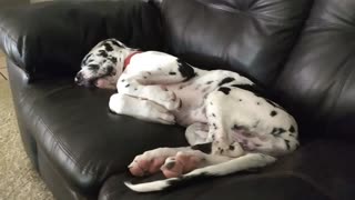 Snoring Great Dane