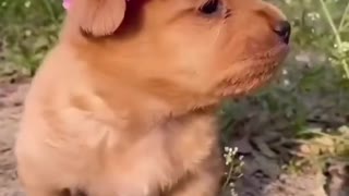 Cute little dog puppy playing
