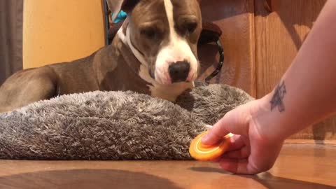Pit Bull annoyed by spinning widget